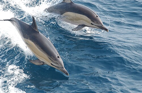 Long-beaked common dolphin